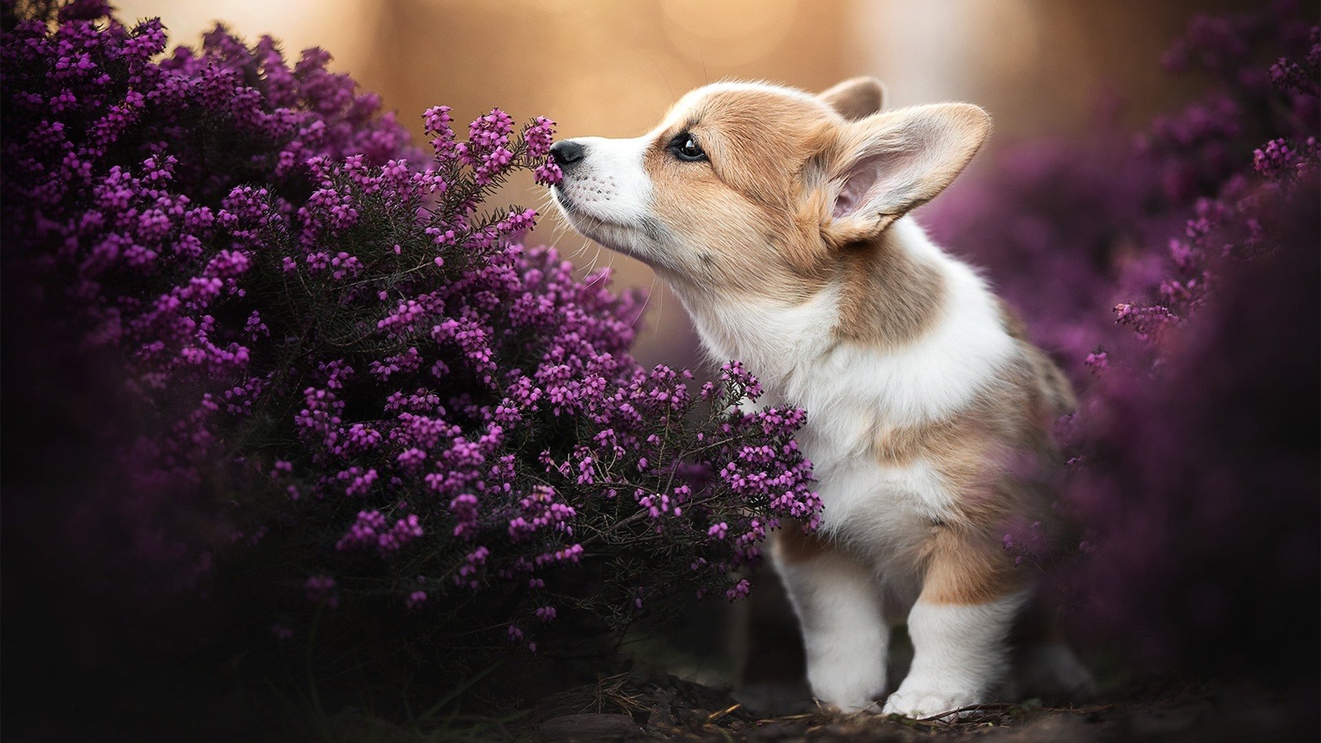 高位压迫得分率显著提升，高位压迫战术