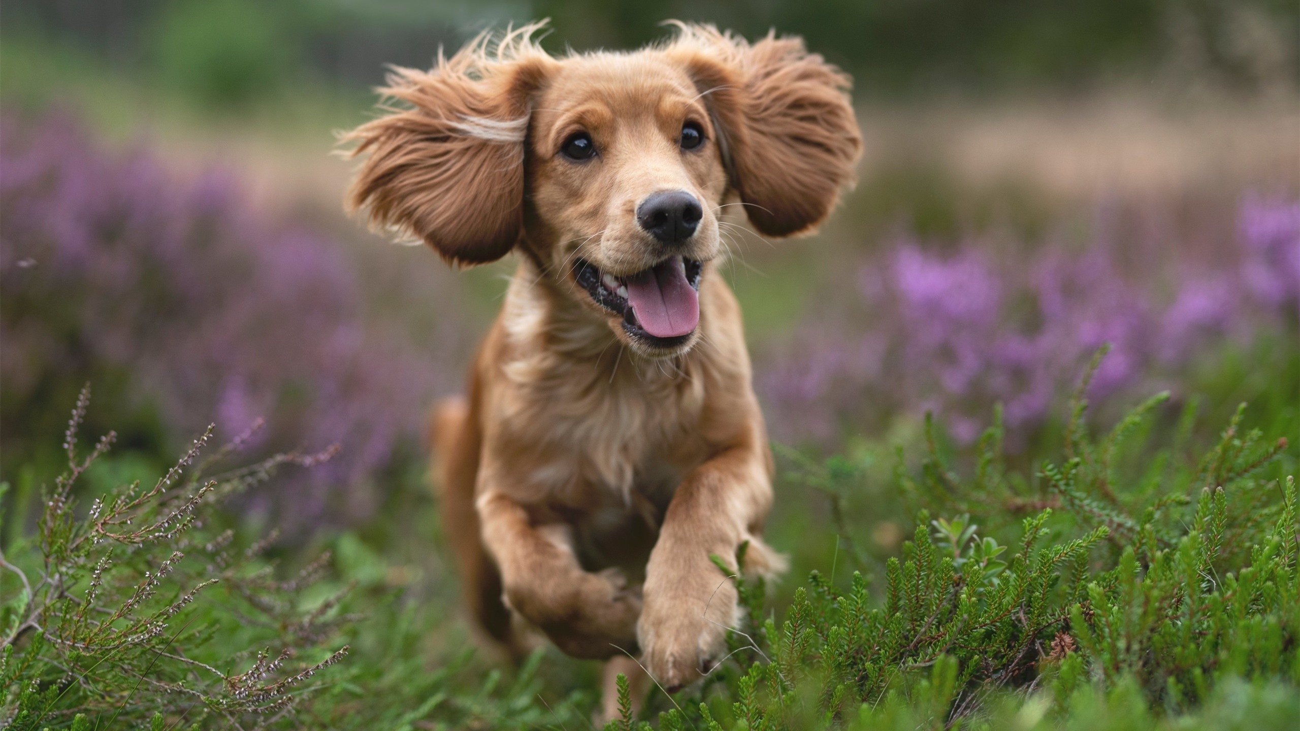 世界杯传奇夜:精彩瞬间永载史册!,世界杯百大传奇