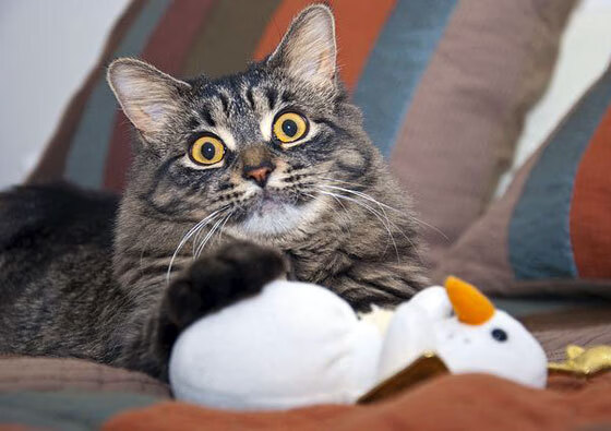 体育赛事影响力排行榜新一期榜单出炉,体育赛事价值排行