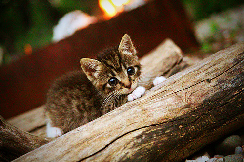 李娜发布个人新书分享成长故事,李娜成名作